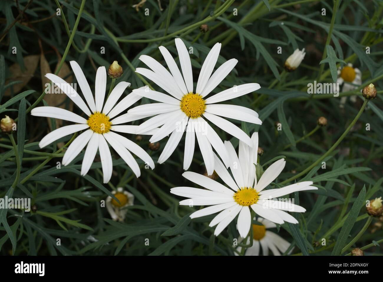 Peace and natural beauty of old fashioned Shasta daisy, perfection in the Australian garden. Stock Photo