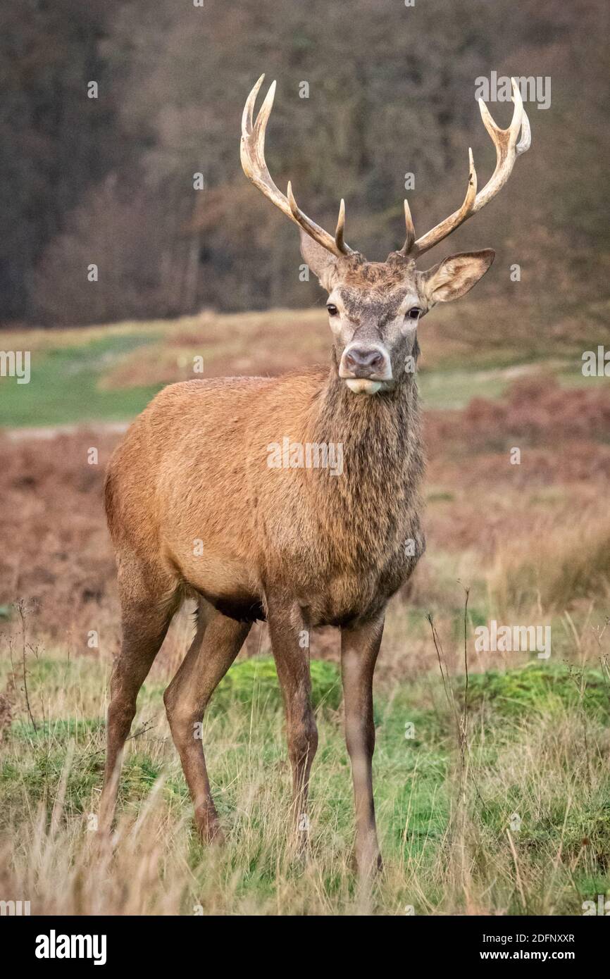 Red deer in Richmond Park, West London, UK Stock Photo