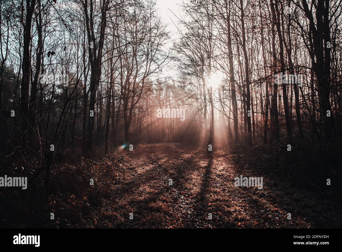 Sun beams rays of light breaking through trees Stock Photo