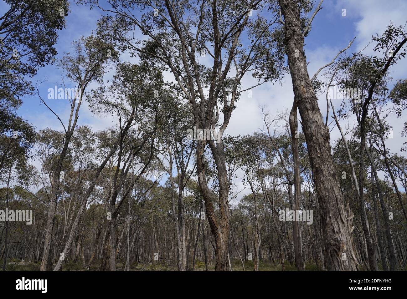 Gold prospecting in the Australian bush Stock Photo Alamy