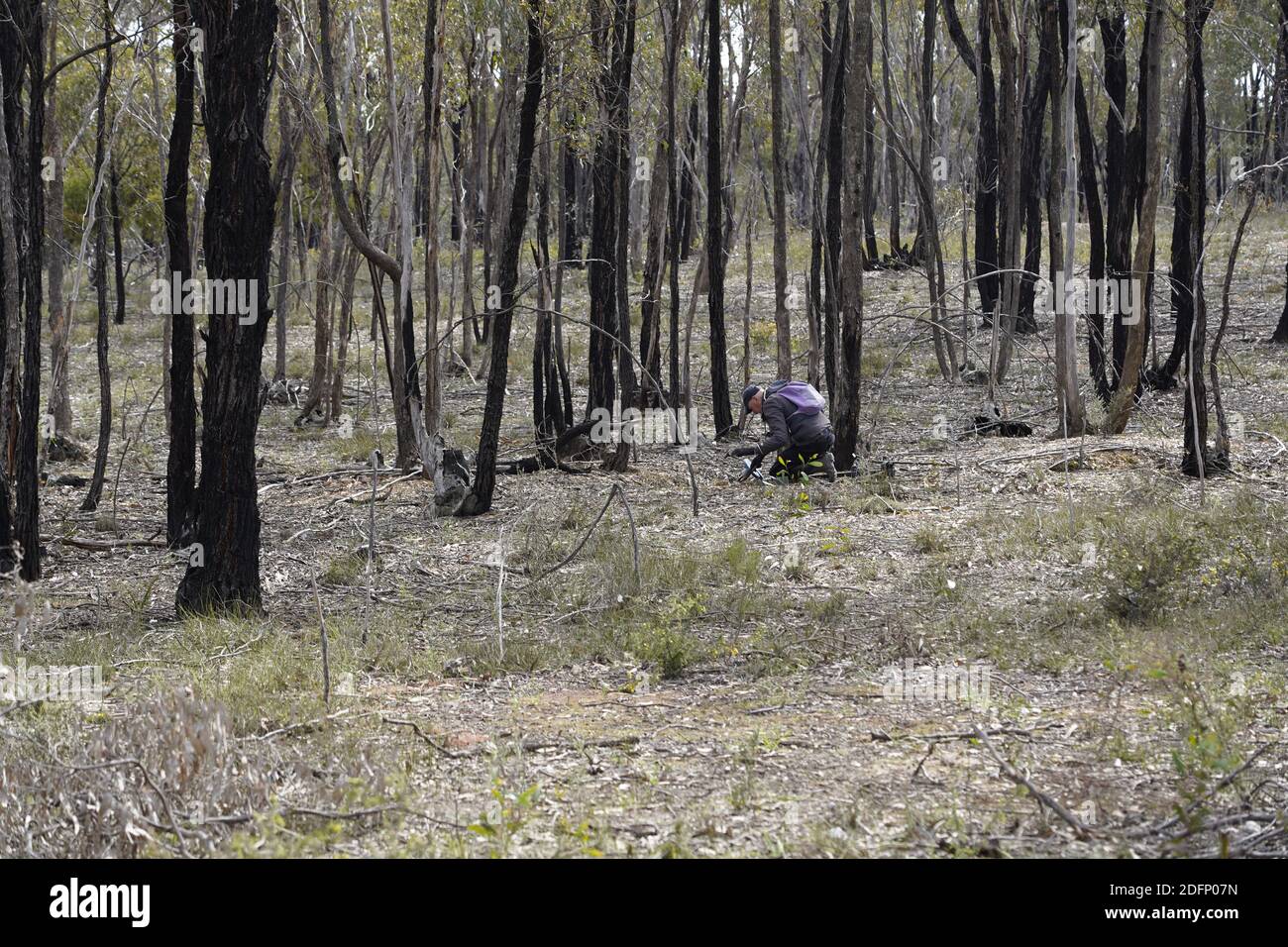 Gold prospecting in the Australian bush Stock Photo Alamy