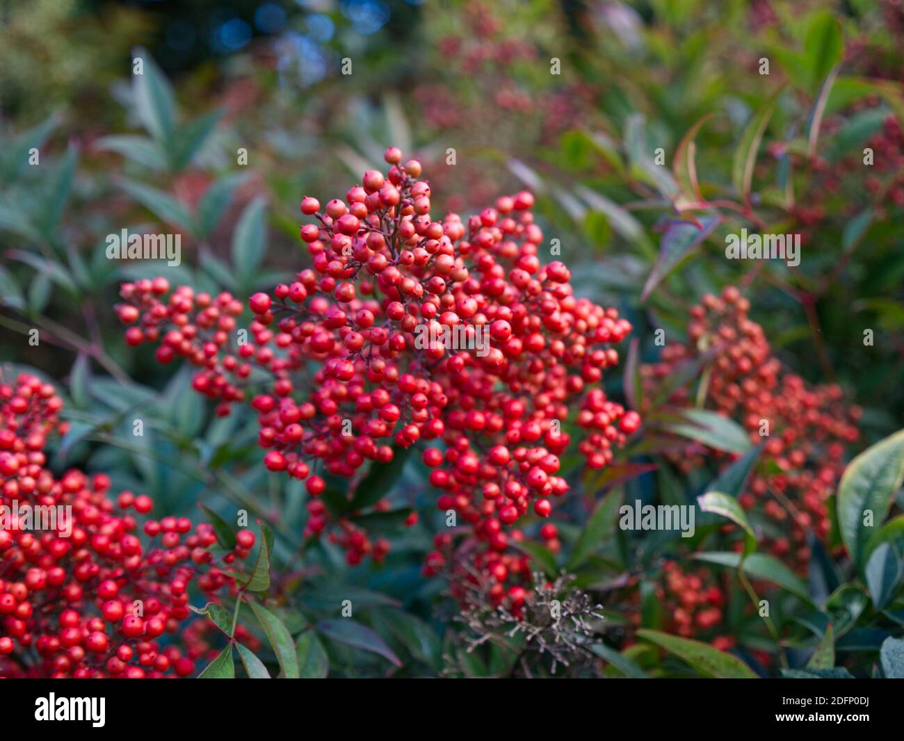 Heavenly Bamboo, Nandina Domestica, Red Berries. Semi-Evergreen Shrubs. Hedgerow glistening droplets. Winter walk in the English Countryside. Berries Stock Photo