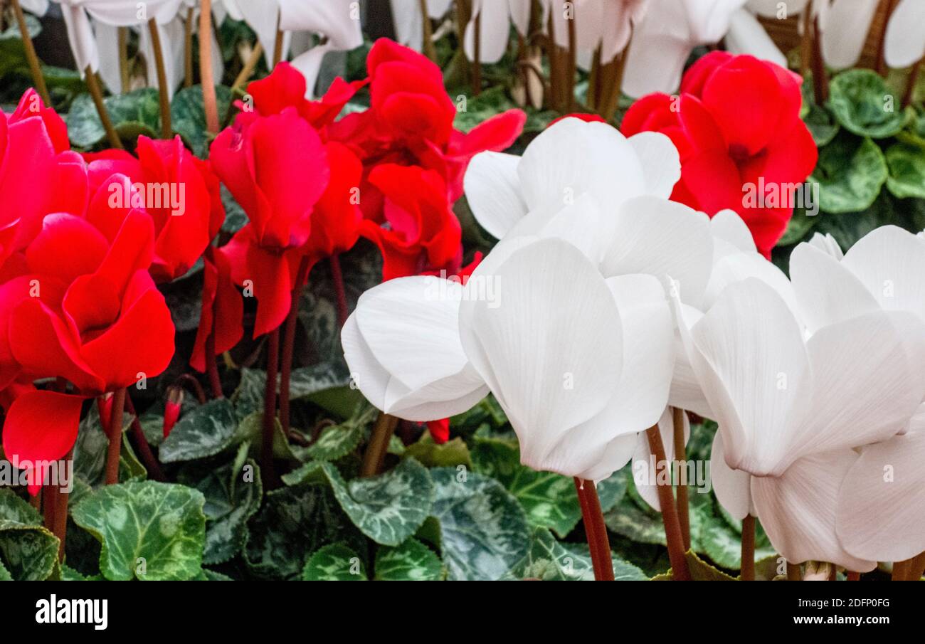 Cyclamen plants hires stock photography and images Alamy
