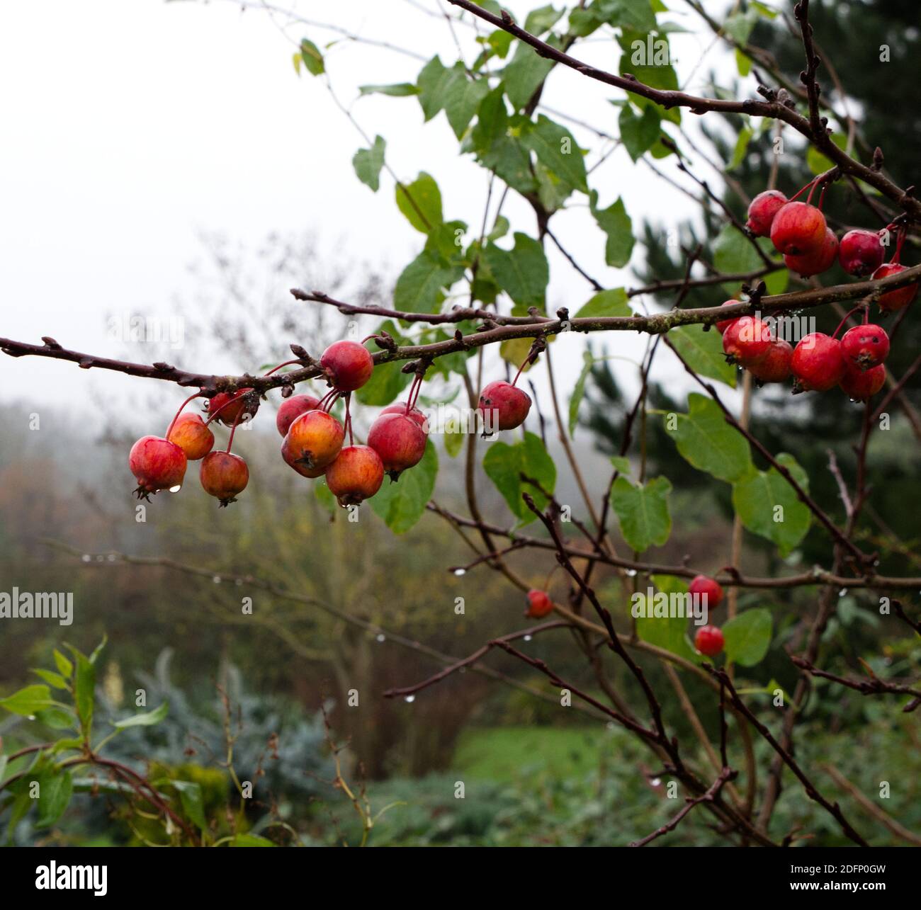 European Crab Apple Trees, Malus Sylvestris in the historic Walled