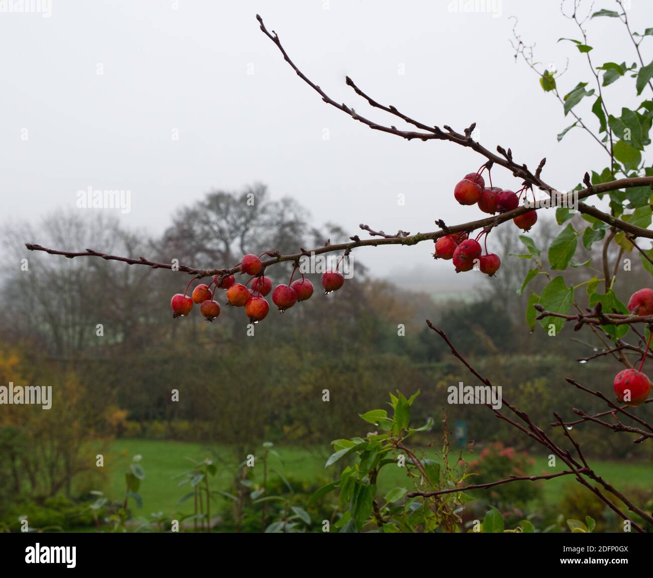 European Crab Apple Trees, Malus Sylvestris in the historic Walled