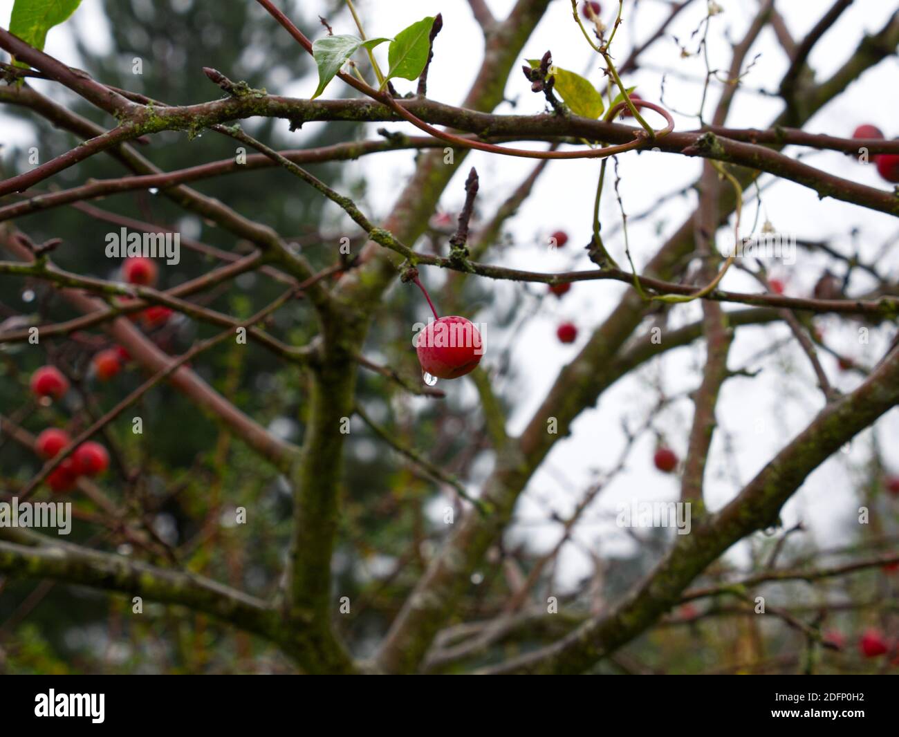 European Crab Apple Trees, Malus Sylvestris in the historic Walled