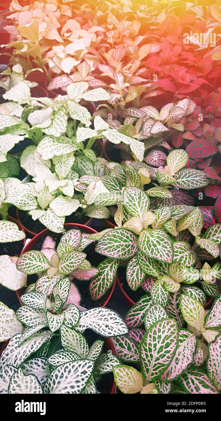 Close-up white, green and red leaves. Leaf texture for background. Fittonia verschaffeltii or Fittonia albivenis plant. Top view, lens flare, vertical Stock Photo
