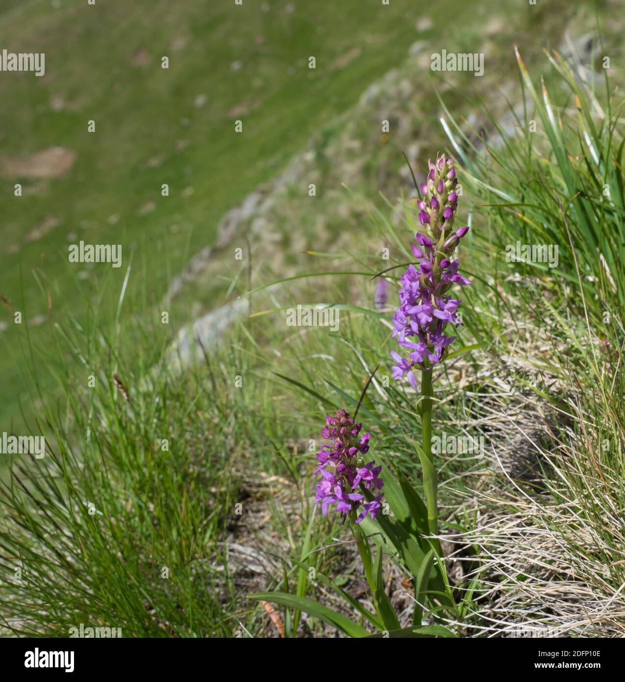 The fragrant orchid or marsh fragrant orchid, Gymnadenia conopsea pink flower in bloom on the alpine meadow, austria tyrol Stock Photo