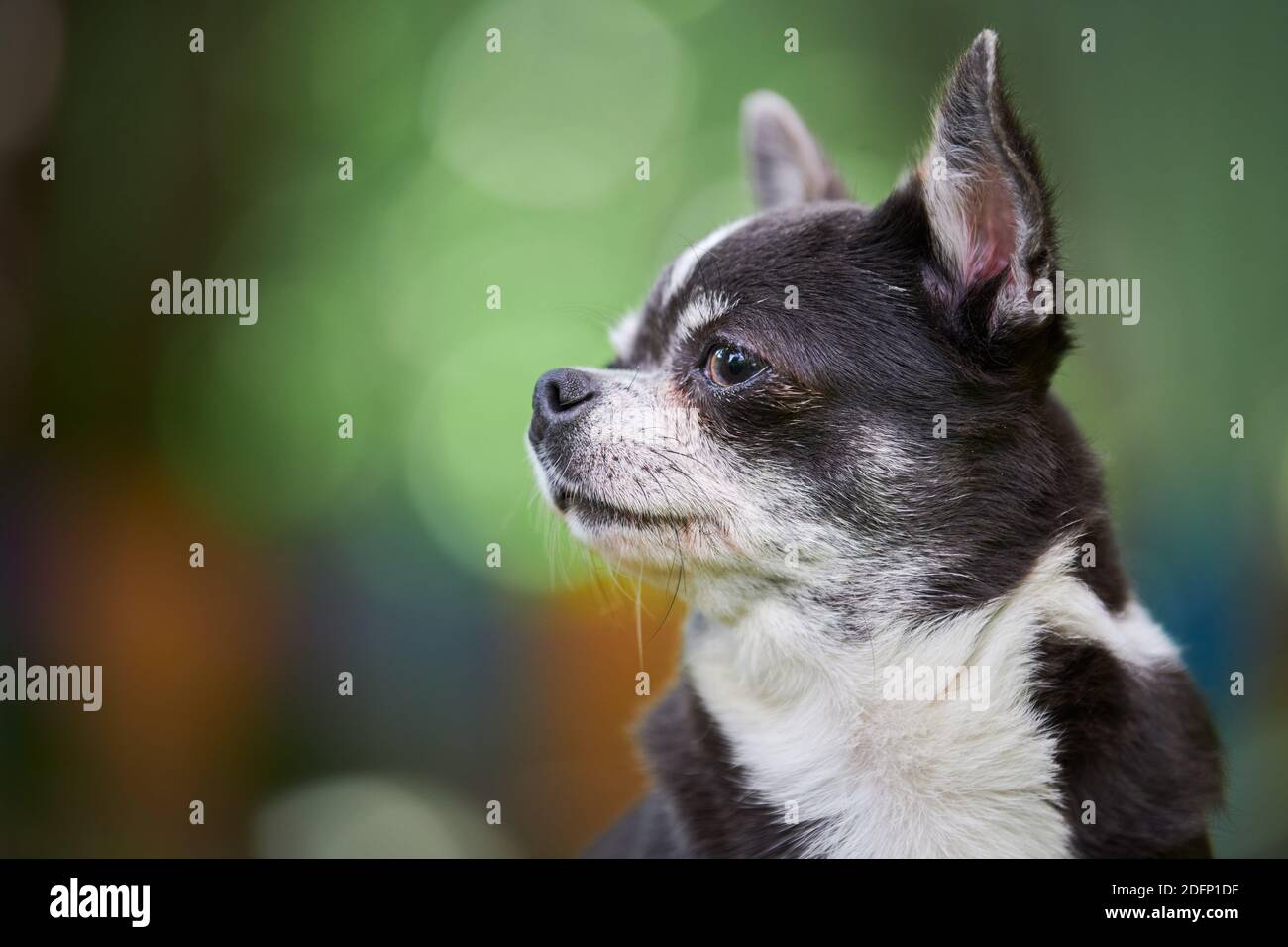 Chihuahua puppy portrait, little dog in garden. Cute small doggy on