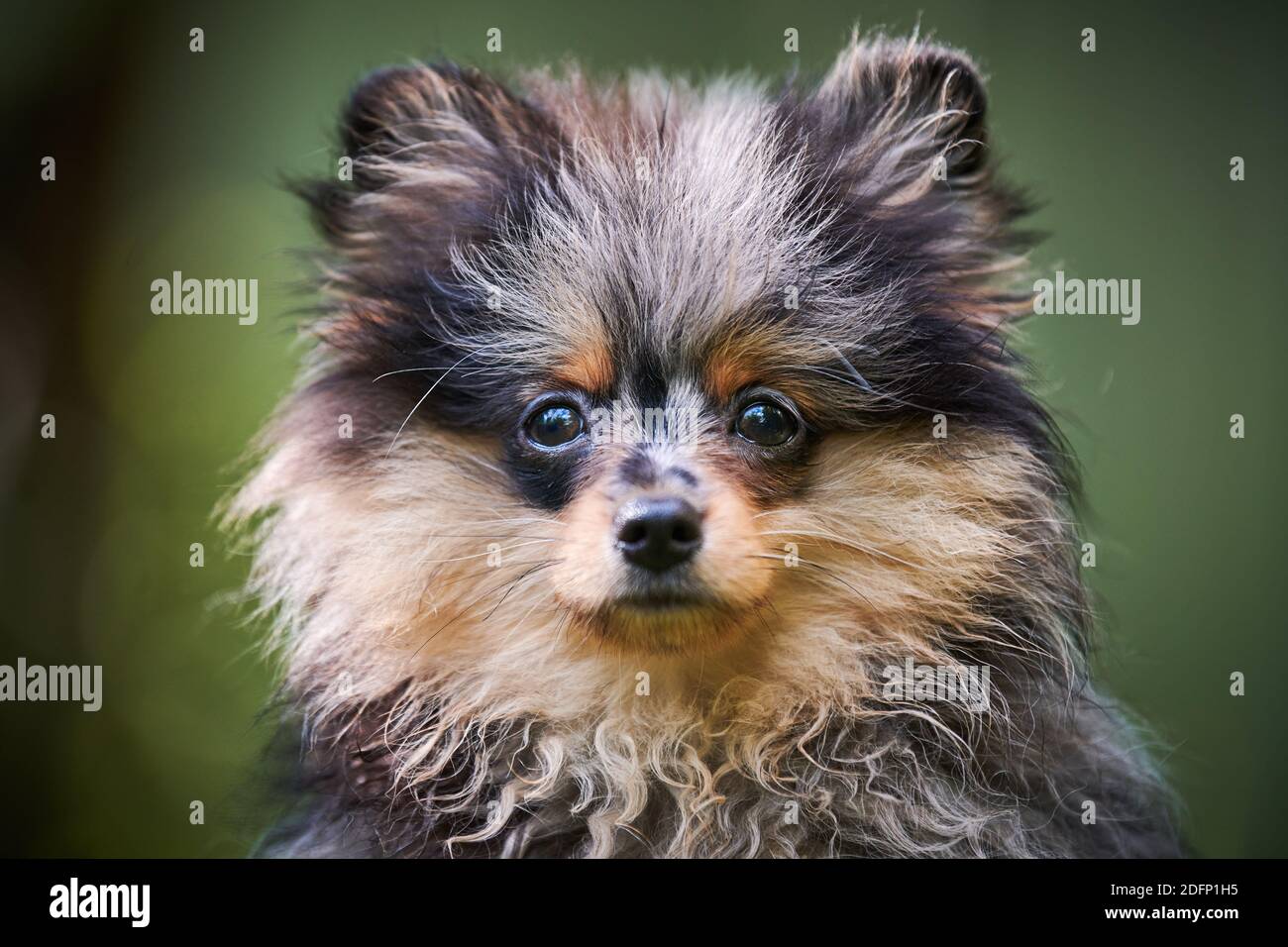 Pomeranian Spitz puppy in garden close up face portrait. Cute