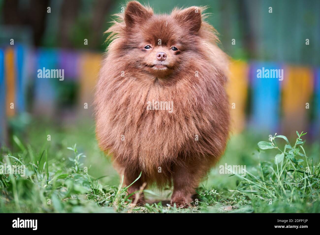 Pomeranian sales dog family