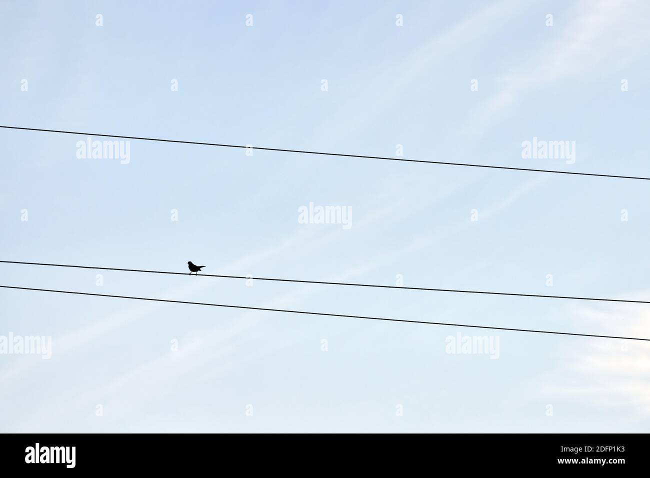 One alone bird on wire. Loneliness concept. Outsider self-isolation Stock Photo