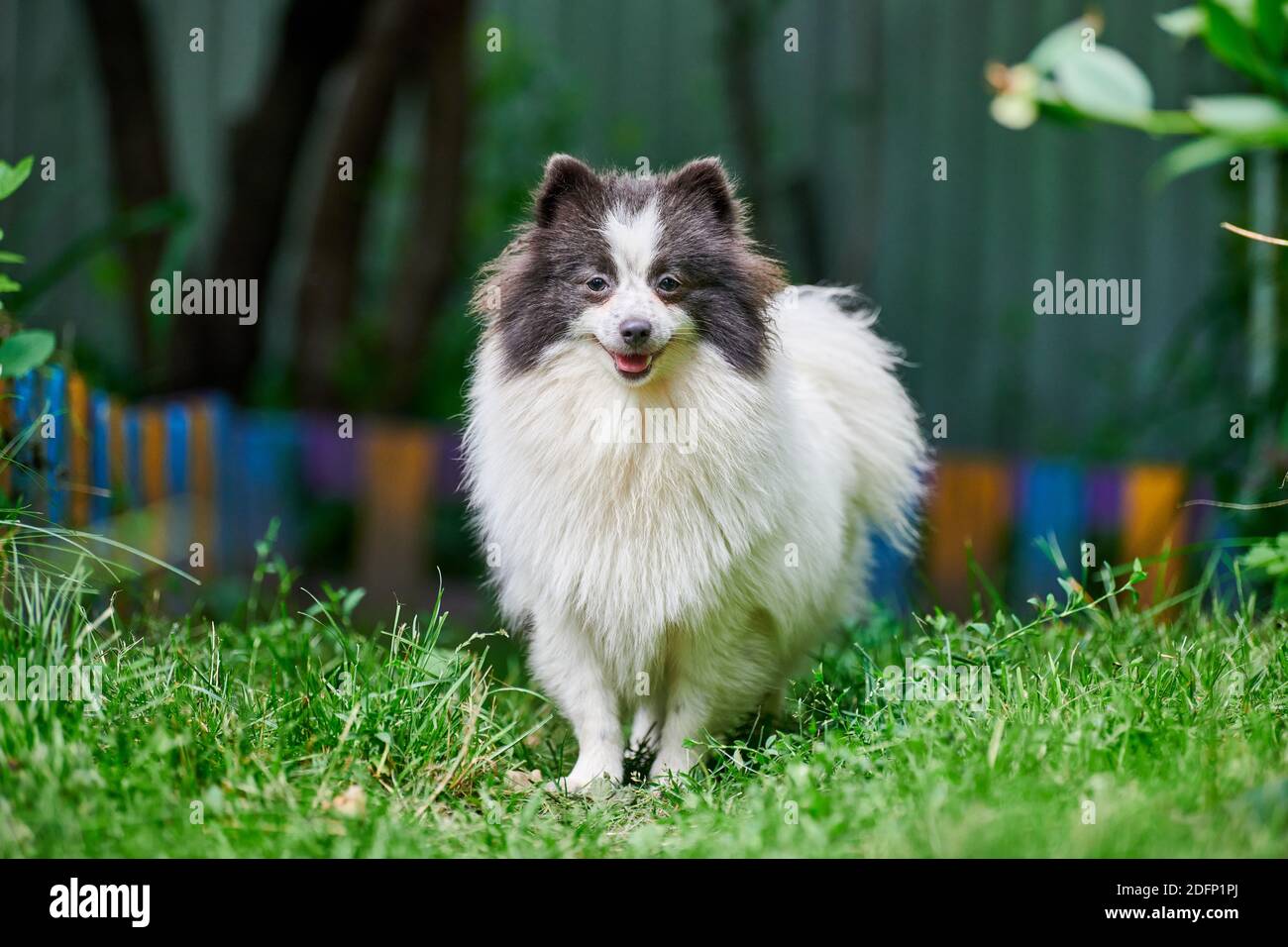 Pomeranian Spitz dog in garden. Cute pomeranian puppy on walk, white