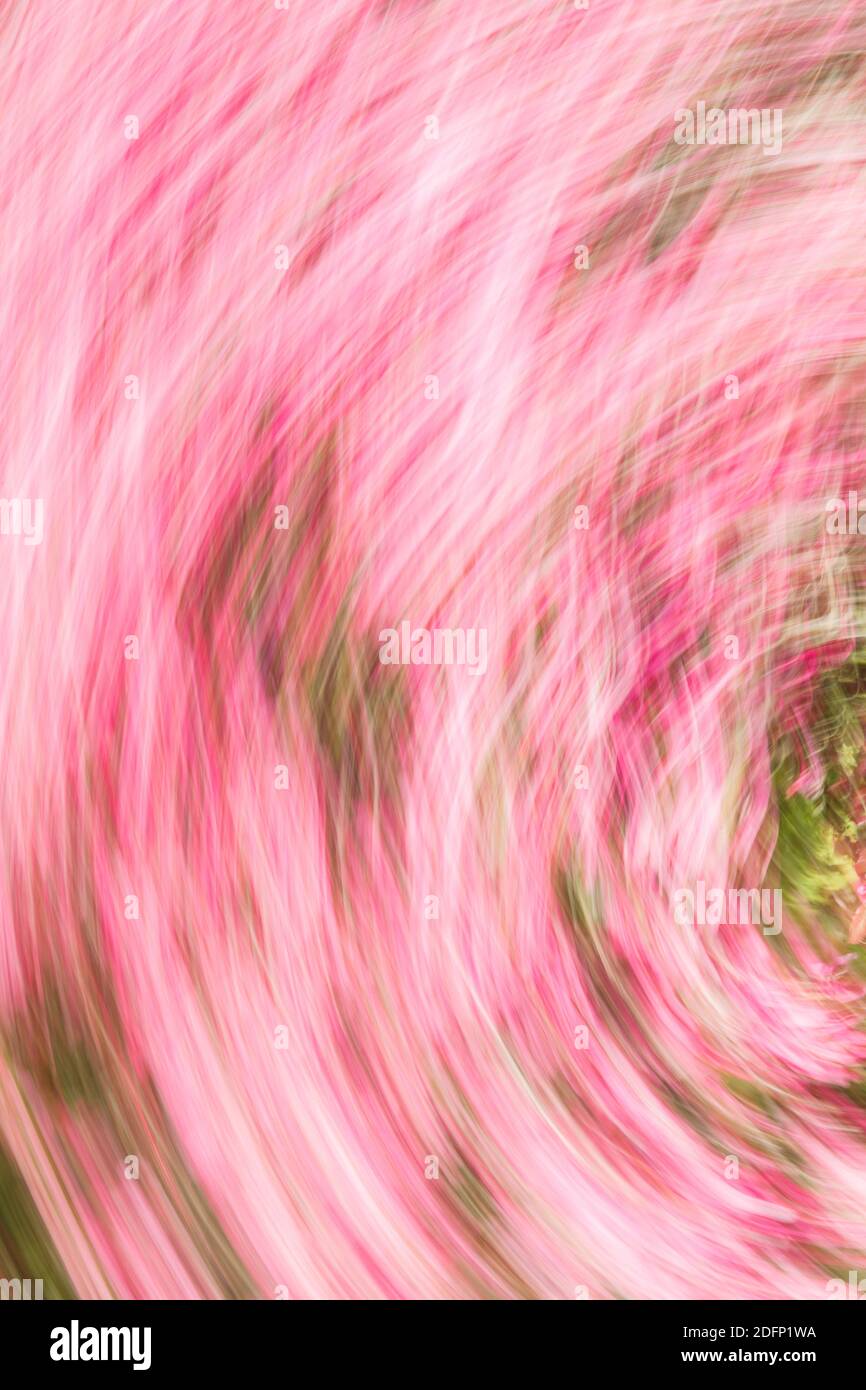 Vibrant swirl of colorful flowers hi-res stock photography and images ...