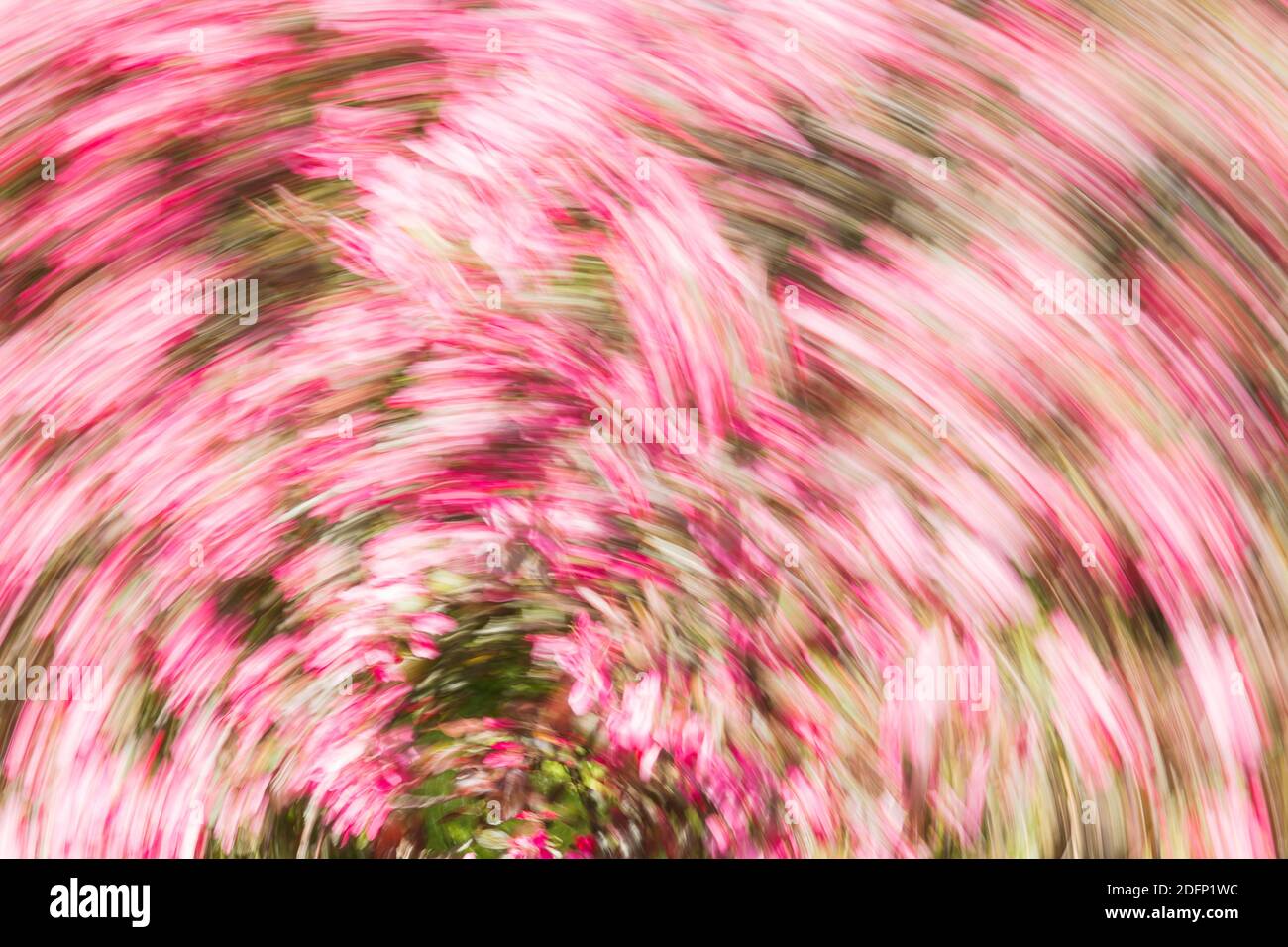 Vibrant swirl of colorful flowers hi-res stock photography and images ...