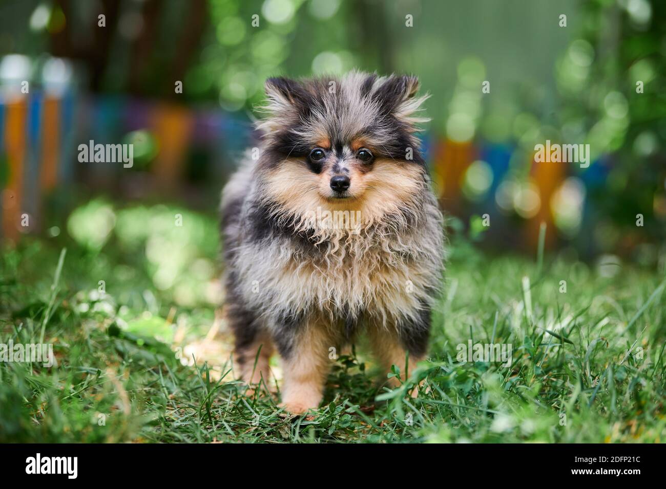 Pomeranian puppy in garden. Cute pomeranian dog on walk. Puppy black, gray and brown color. Family friendly funny Spitz pom dog, green grass bac Photo - Alamy