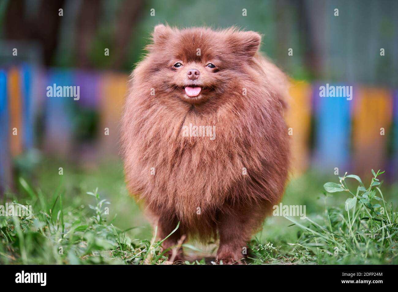 Chocolate german spitz 2025