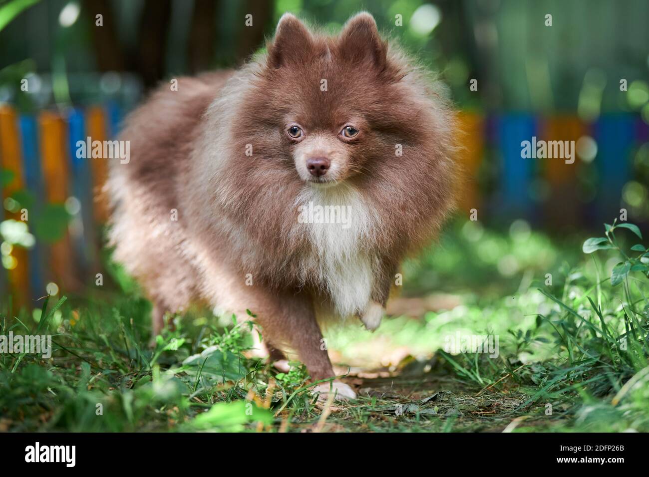 Pomeranian Spitz dog in garden. Cute brown pomeranian puppy on walk