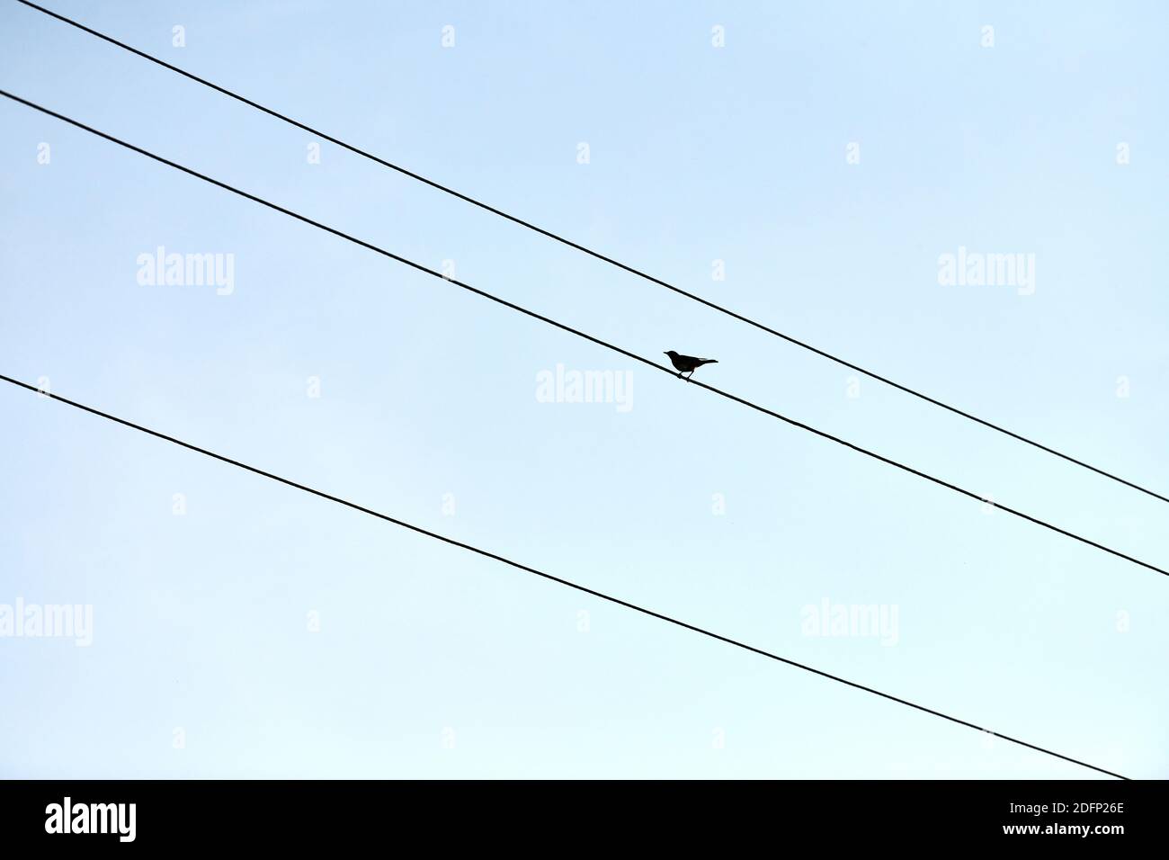 One alone bird on wire. Loneliness concept. Outsider self-isolation Stock Photo