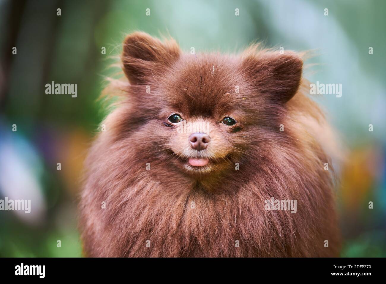 Pomeranian Spitz dog in garden, close up face portrait. Cute brown  pomeranian puppy on walk. Family friendly funny Spitz pom dog, green grass  backgrou Stock Photo - Alamy