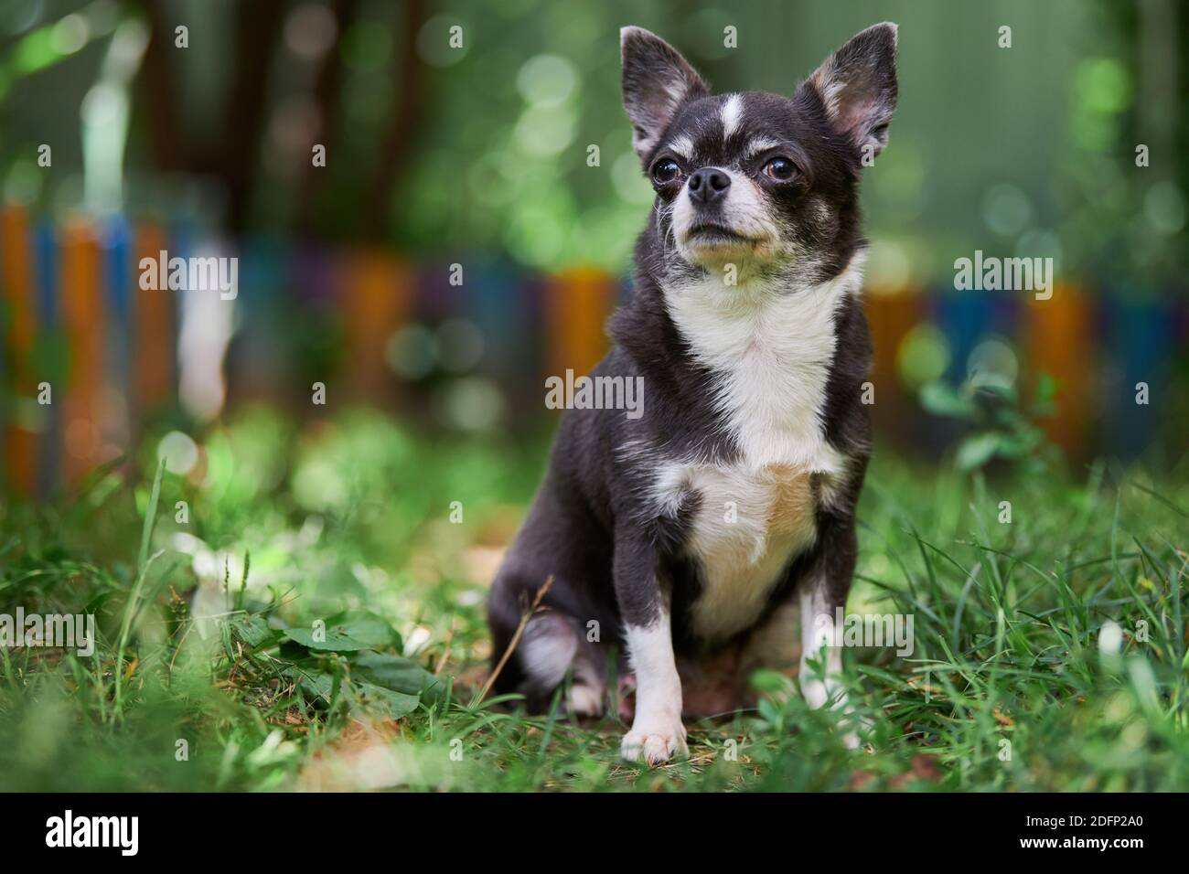 Shorthair chihuahuas hi-res stock photography and images - Alamy