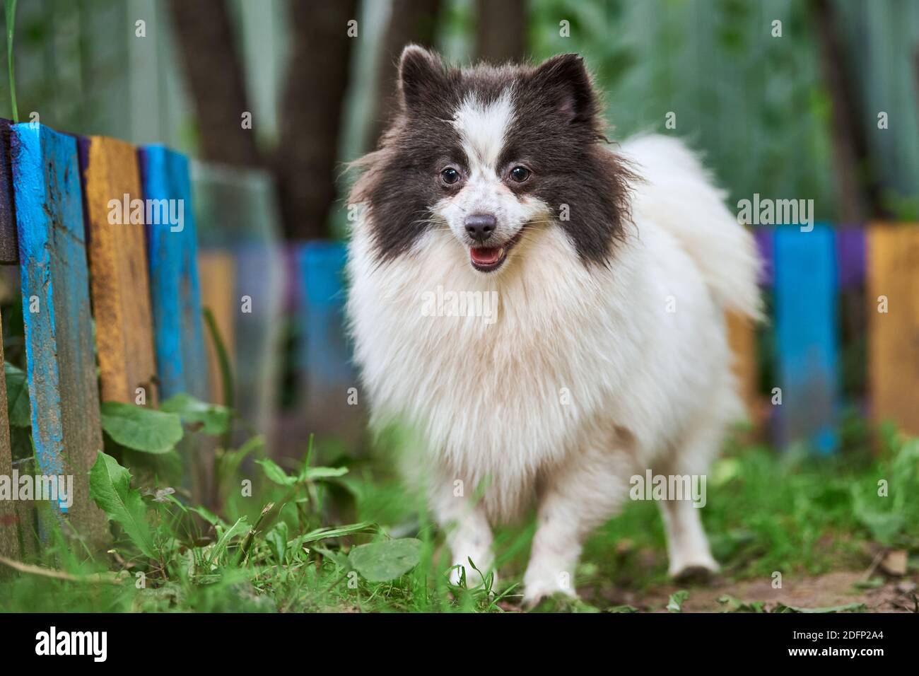 Pomeranian Spitz Dog In Garden Cute Pomeranian Puppy On Walk White Black Color Family Friendly Funny Spitz Pom Dog Green Grass Background Stock Photo Alamy Pomeranian Spitz Dog In Garden Cute Pomeranian Puppy On Walk White Black Color Family Friendly Funny Spitz Pom Dog Green Grass Background Stock Photo Alamy