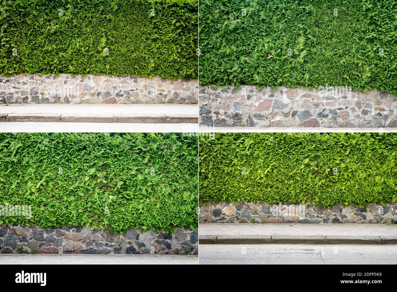 Collection of images with sidewalk and green thuja hedge backgrounds Stock Photo