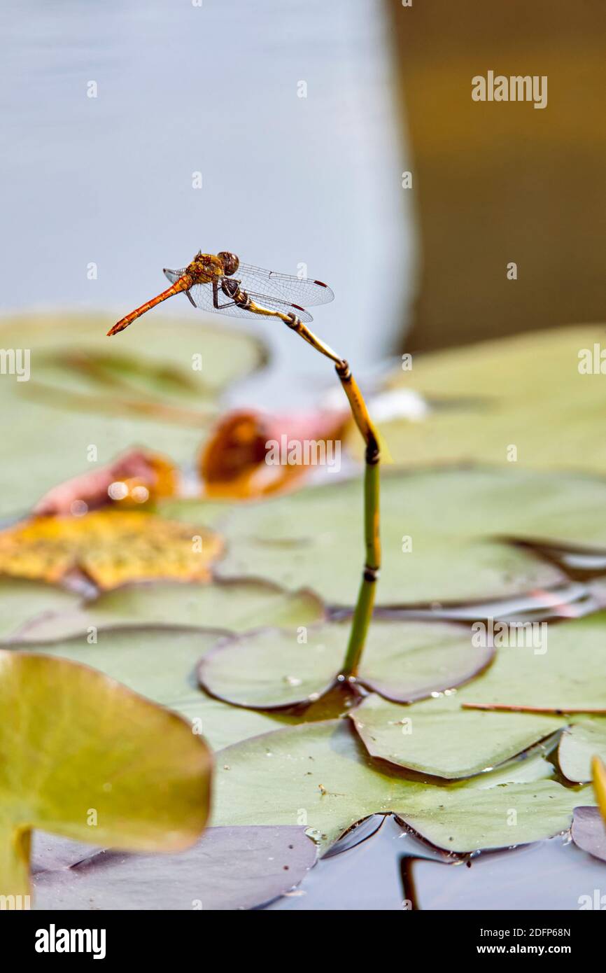 Macro photograph of a dragonfly standing on water lilies in a pond. Stock Photo
