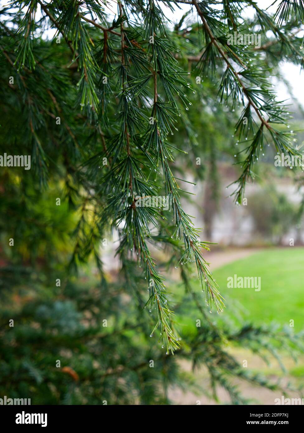 Himalayan Cedar, Cedrus Deodara, Indian Cedar Tree. The Walled Garden, Shenley Park, UK. Historic parkland, woods and meadows, Walkers delight Stock Photo