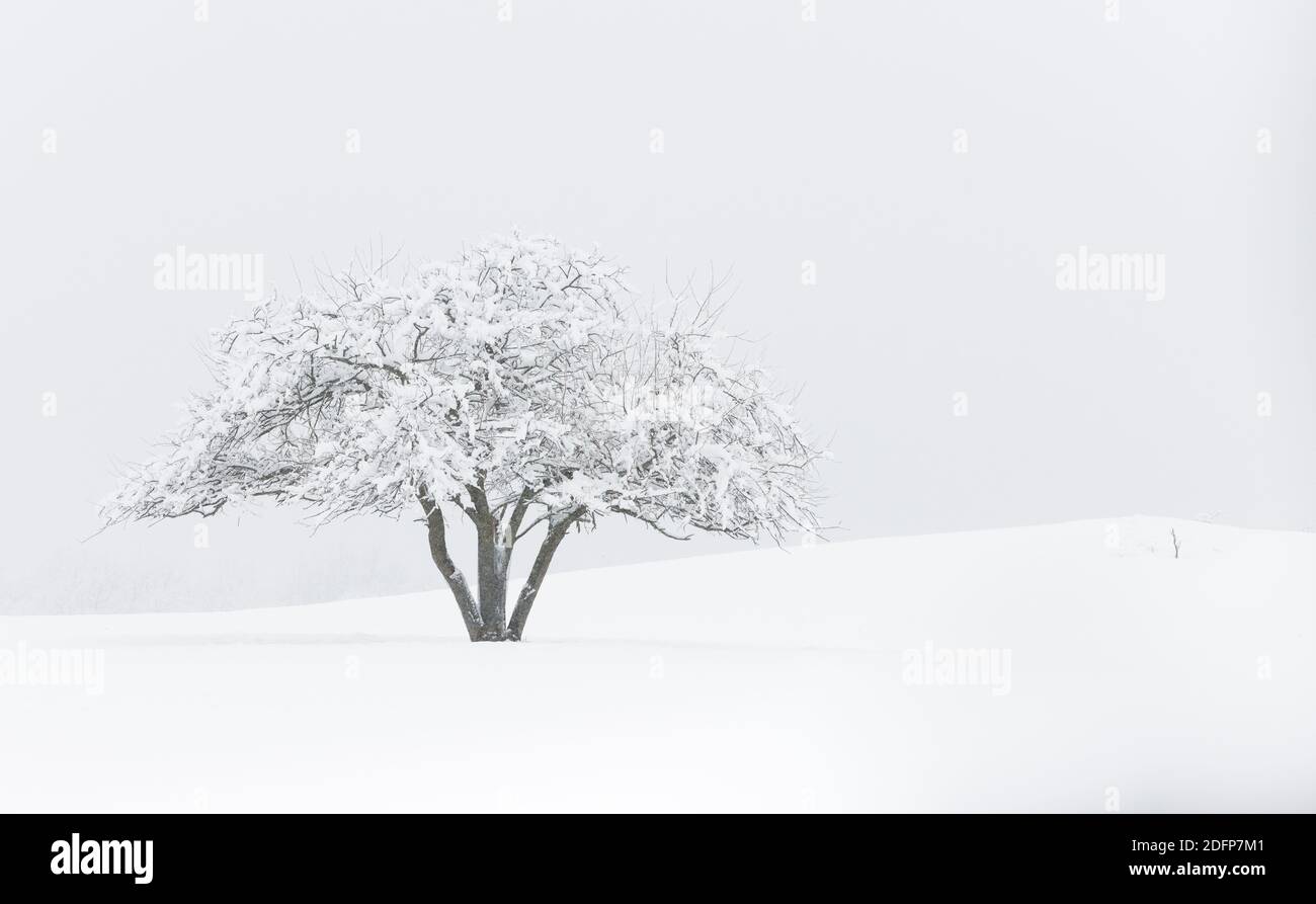 A tree is blanketed by a fresh snowfall in winter. Stock Photo
