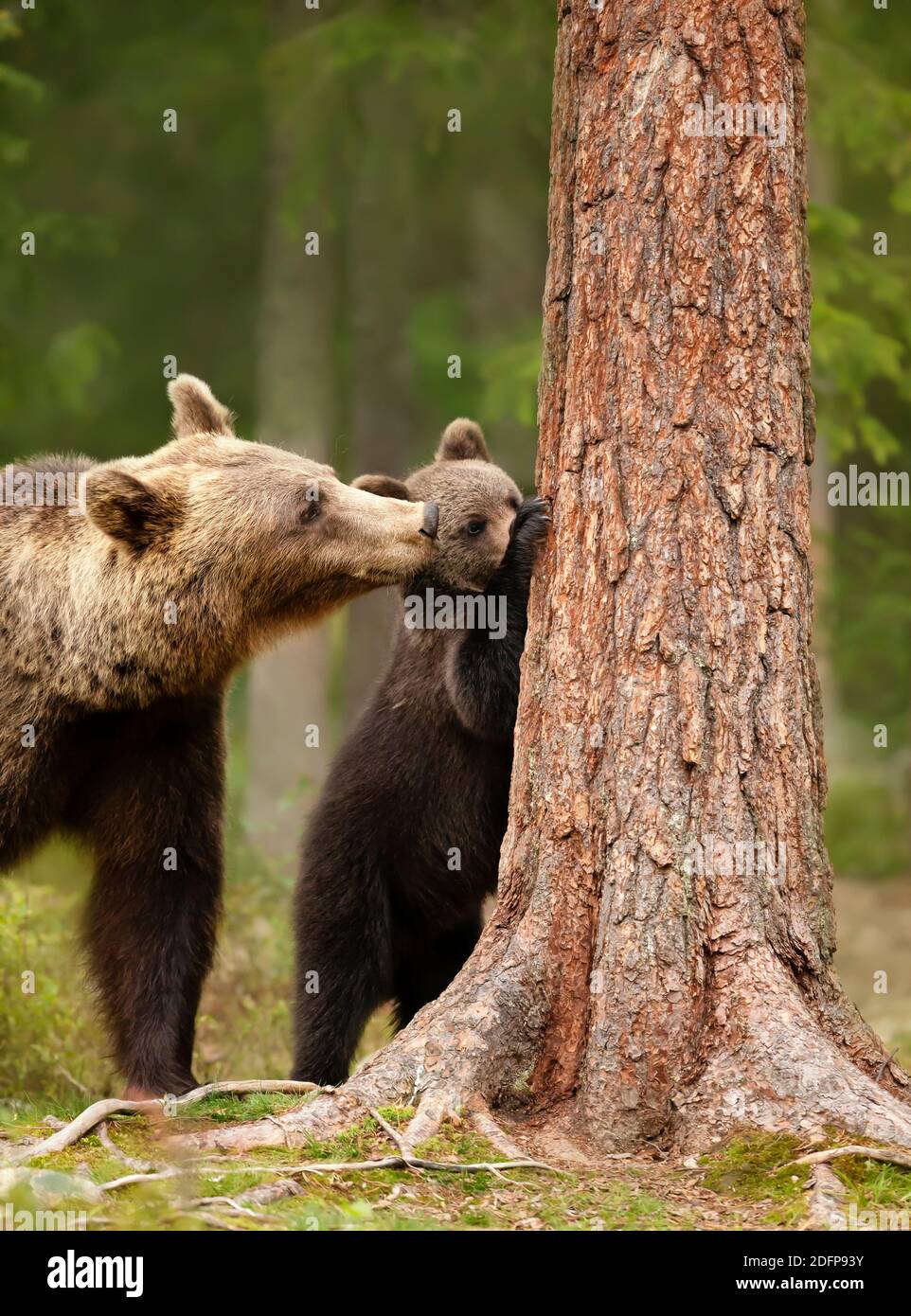 Close up of an Eurasian brown bear (Ursos arctos) watching her playful cub trying to climb a tree, Finland. Stock Photo