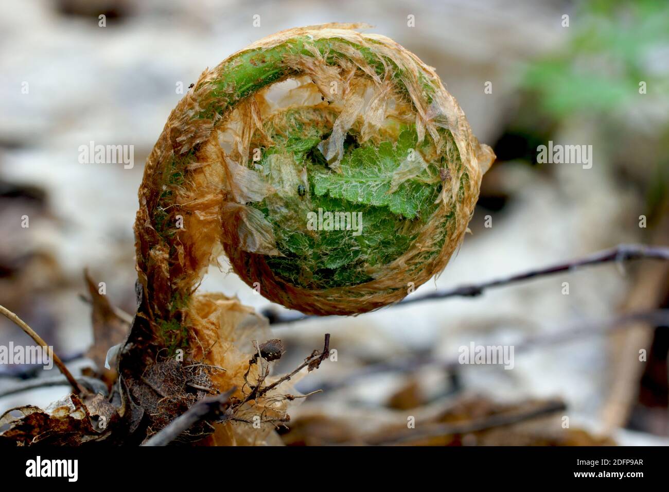 In the spring, a fern leaf opens. Dryopteris filix-mas, male fern. Stock Photo