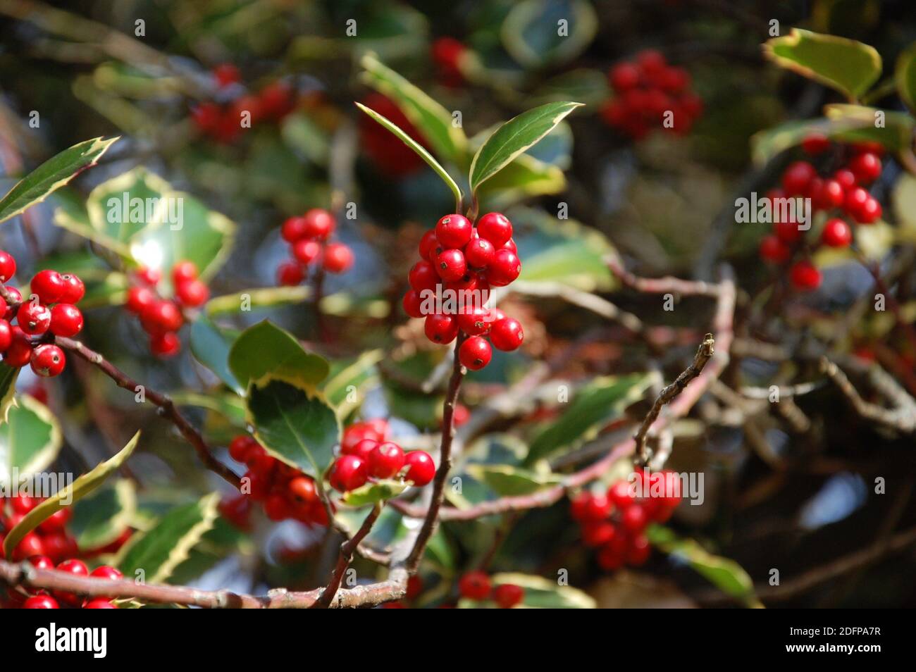 Bright green Christmas holly with red berries isolated on white