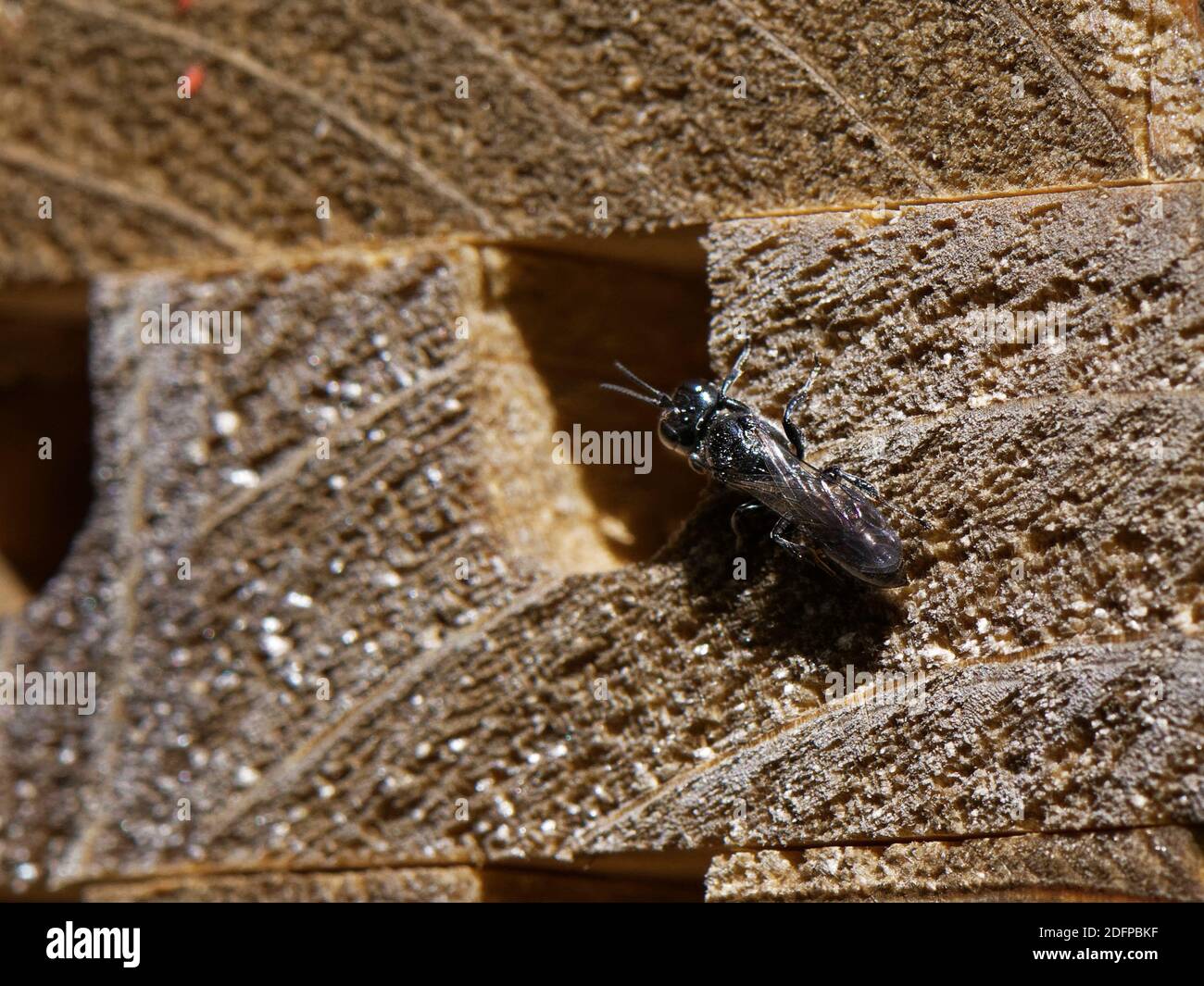 Aphid wasp / Sphecid wasp (Pemphredon sp.) inspecting a potential nest site in an insect hotel, Wiltshire garden, UK, May. Stock Photo