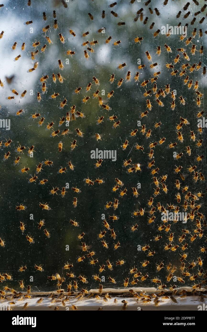 Yellow swarming fly / Chloropid fly (Thaumatomyia notata) aggregation