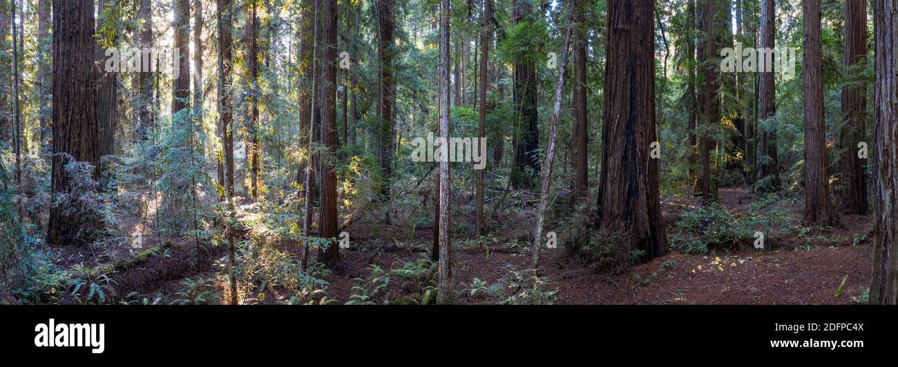 Massive Redwood trees, Sequoia sempervirens, thrive in a shadowed