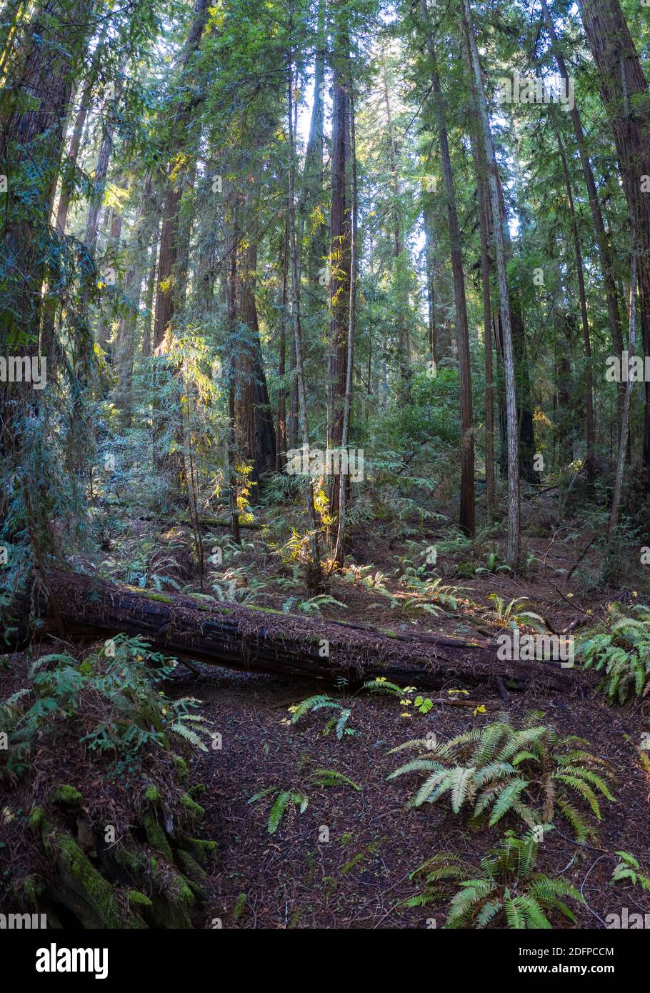 Massive Redwood trees, Sequoia sempervirens, thrive in a shadowed