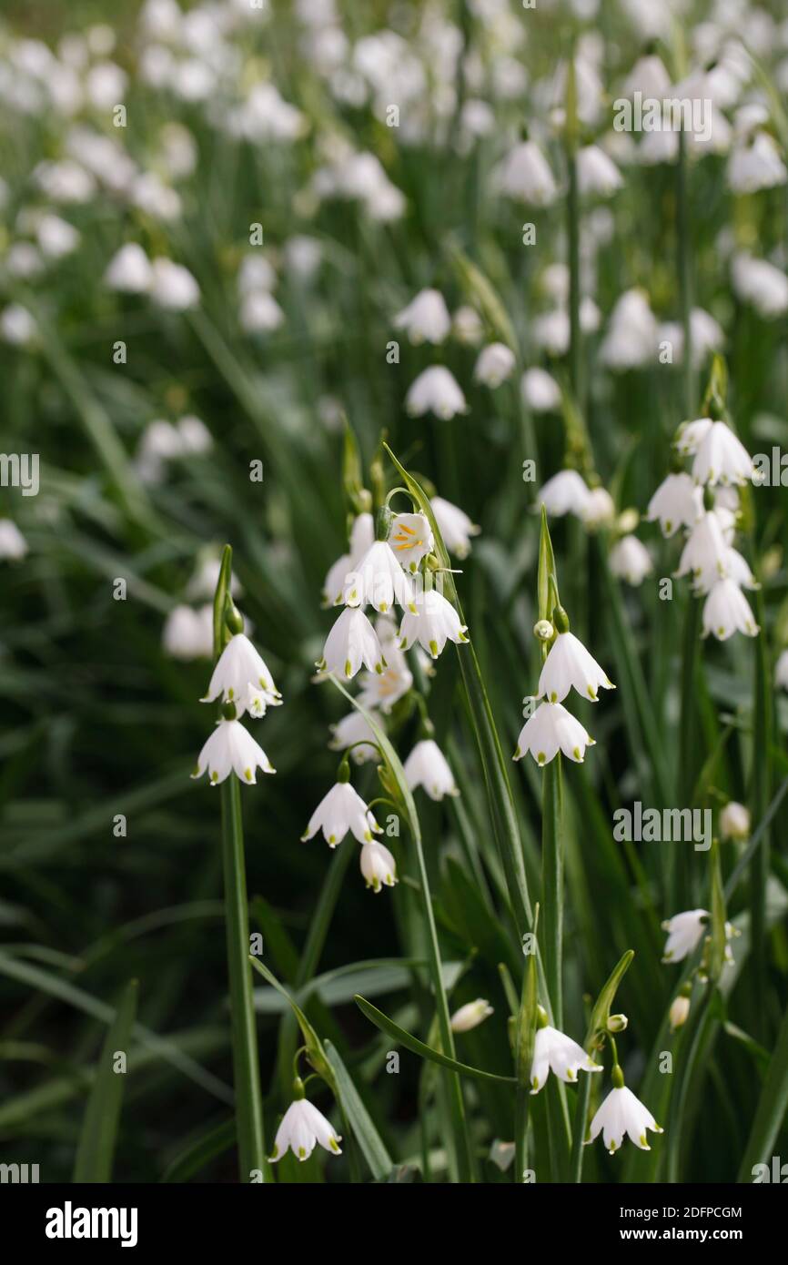 Leucojum aestivum in an English garden. Stock Photo