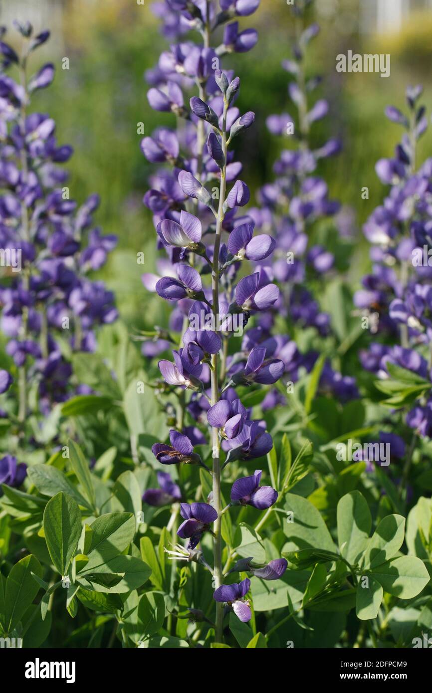 Baptisia australis flowers. False indigo. Stock Photo