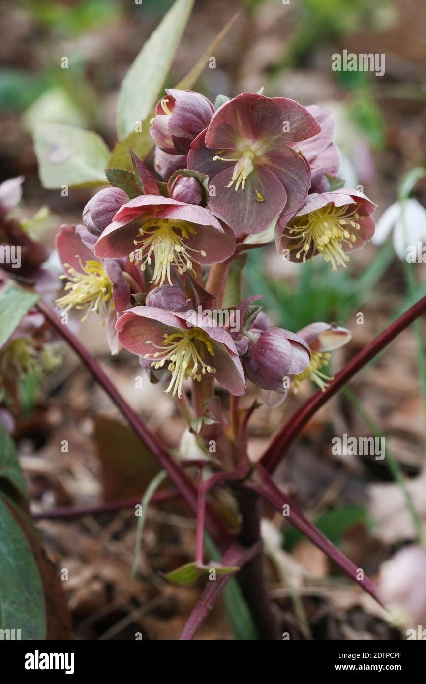 Helleborus x sternii flowers Stock Photo