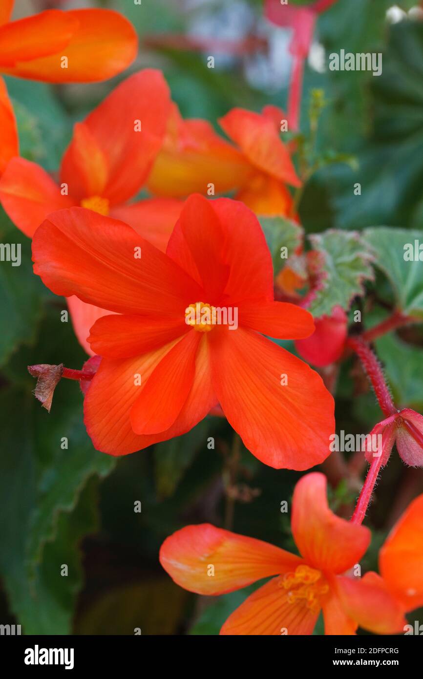 Red Begonia flowers. Stock Photo