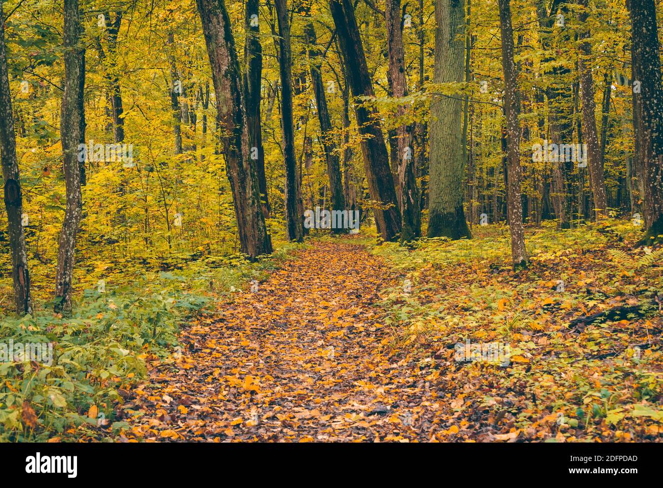 Walking Trail in the Forest Park. Walking Trail With a Beautiful Autumn Scene Stock Photo