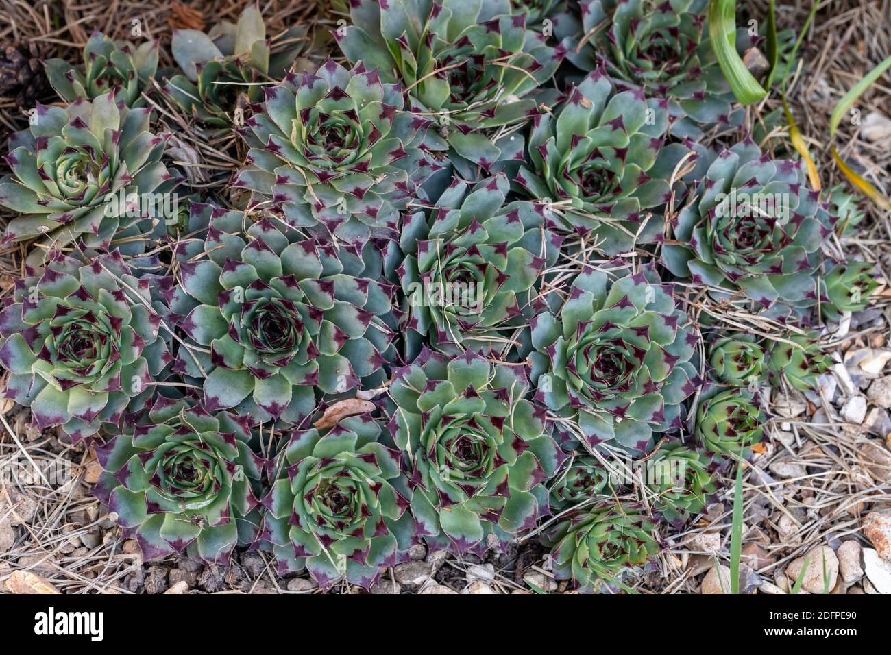 Close up of succulent Sempervivum - houseleeks growing in a rockery in the UK Stock Photo