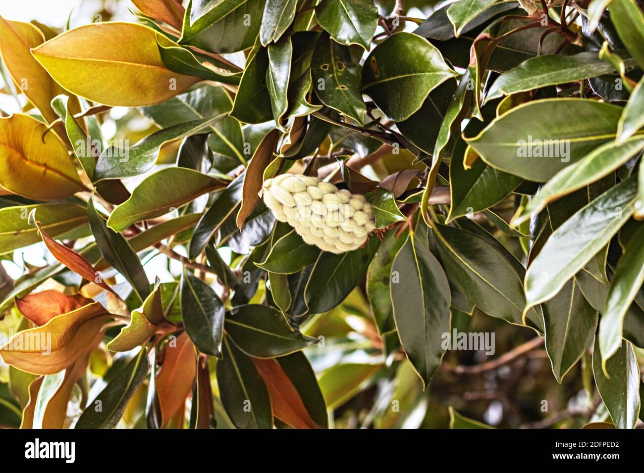 Magnolia tree with ripening white fruit and leaves. Stock Photo