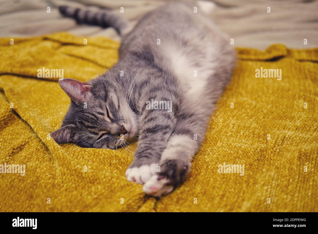 Sleeping pregnant cat hires stock photography and images Alamy
