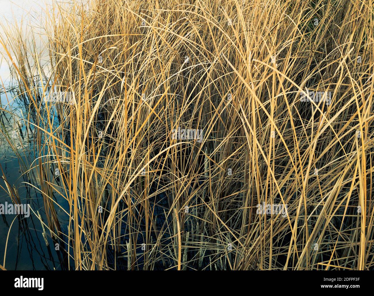 Closeup reeds in water hi-res stock photography and images - Alamy