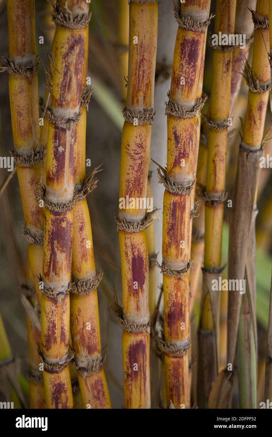 sugarcane is a grass of poaceae family. it taste sweet and good for health. Well known as Akh in Bangladesh Stock Photo