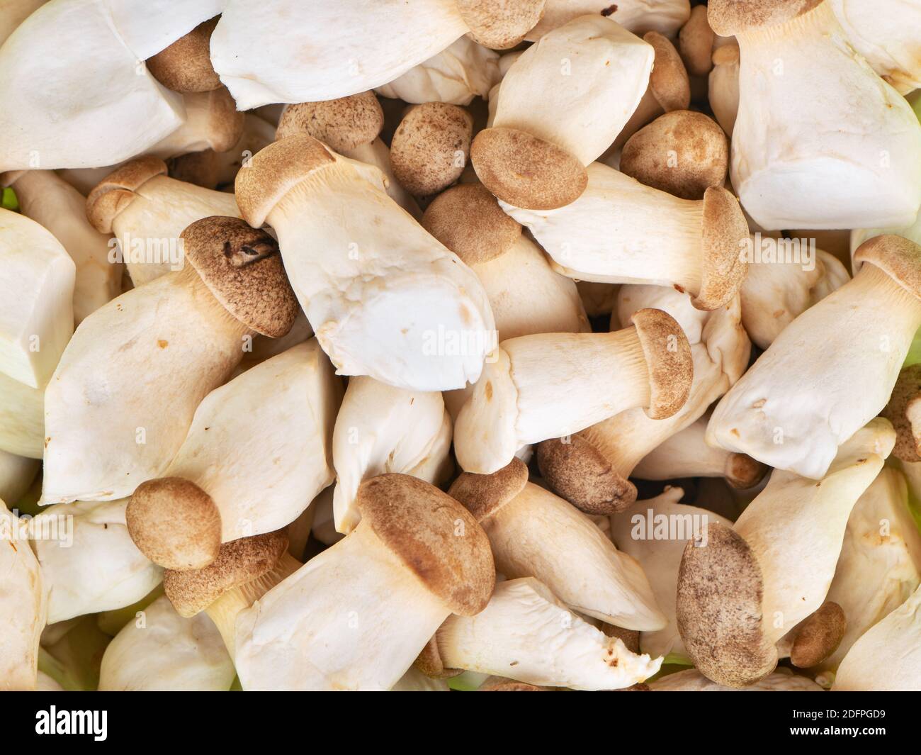 Scattered small eringi mushrooms close up, top view Stock Photo