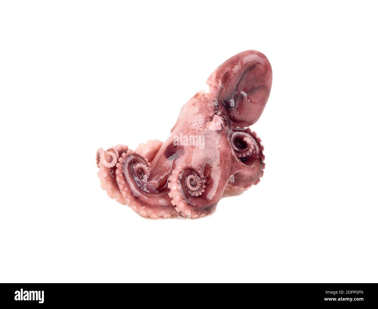 Small octopus isolated on a white background Stock Photo - Alamy