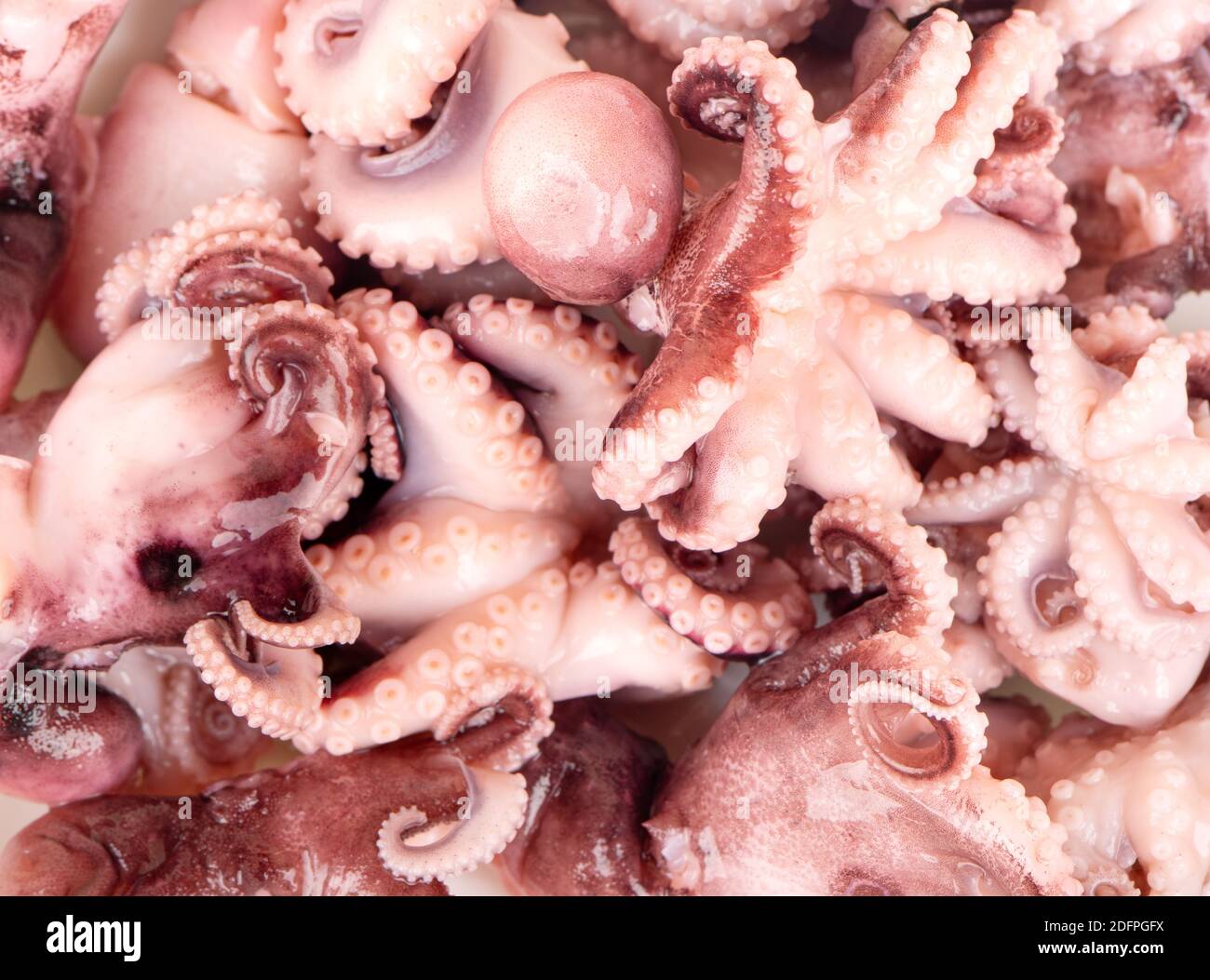 Background of scattered small pickled octopus close-up Stock Photo